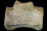 Dinosaur (Thescelosaurus) Caudal Vertebra - Montana #114436-2